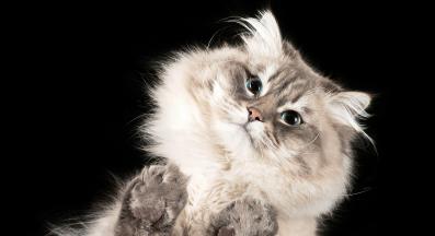 дългокосместа котка