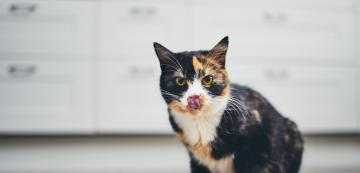 Котката не яде, но въпреки това се държи нормално - 7 възможни причини