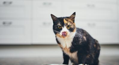 домашна котка