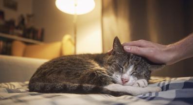 Странични ефекти от лекарства при котките, за които трябва да следим