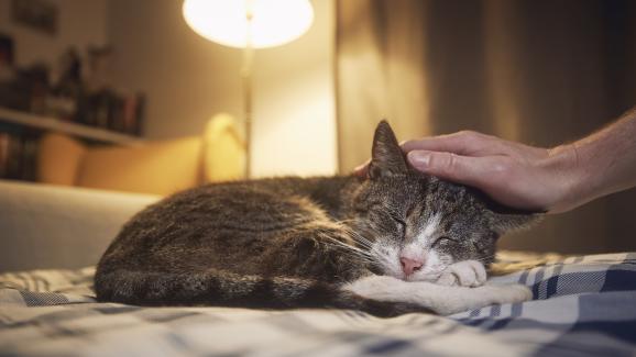 Странични ефекти от лекарства при котките, за които трябва да следим