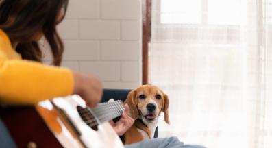 куче музика