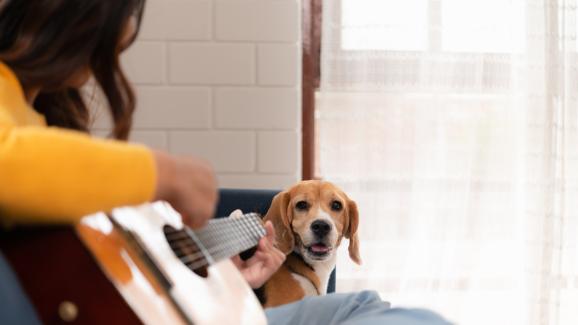 Харесва ли му на кучето ми, когато пея или само се заблуждавам?