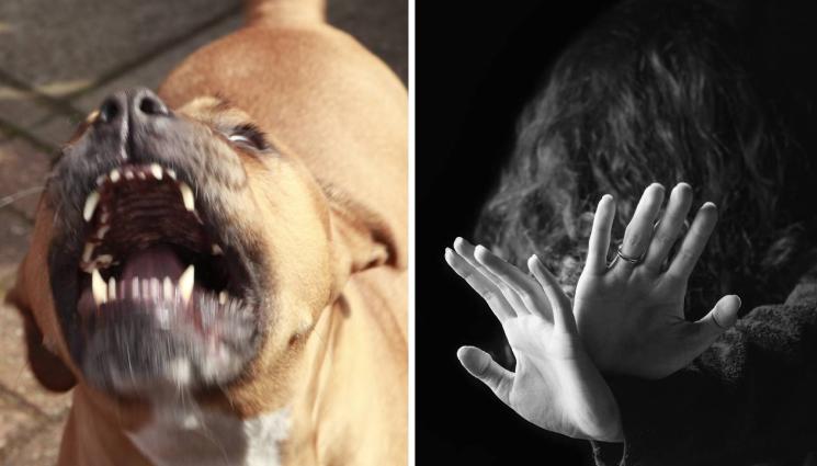 питбул - ТРАГЕДИЯТА ВЪВ ВАРНА: Питбулът – убиец нахапал и приятеля на жертвата си