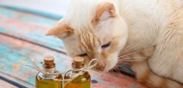 Защо трябва да държите аргановото масло далеч от котките си