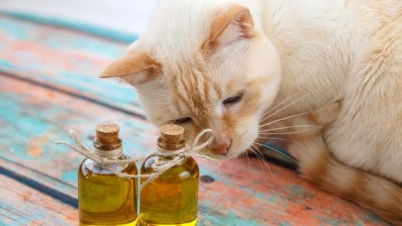 Защо трябва да държите аргановото масло далеч от котките си