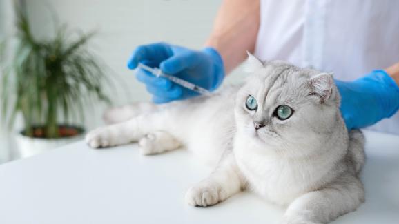 Профилактика на заболяванията при котките: Ваксини и кръвни тестове