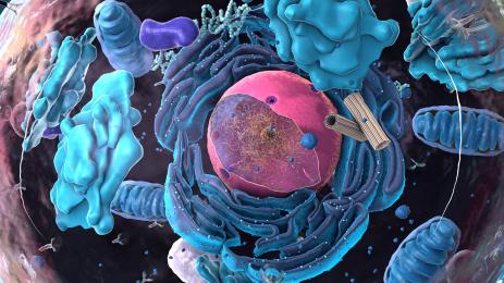 клетки стареене