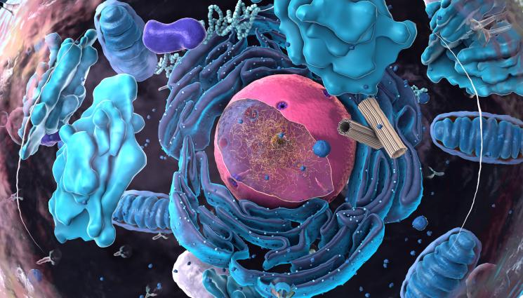 клетки стареене - ЗЛАТНО ВРЕМЕ: Протеин против стареене блокира опасни клетки