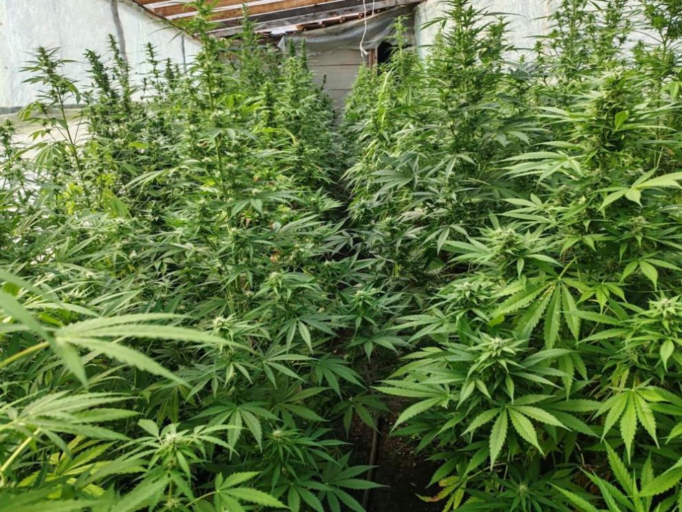  парник канабис 