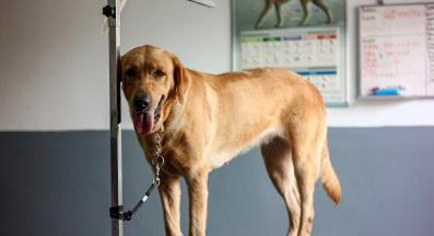 куче загуба на тегло