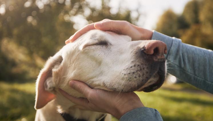 животни - ЗАЕДНО МОЖЕМ ДА СЛОЖИМ КРАЙ: Стартира информационна кампания срещу насилието над животни! (СНИМКИ)