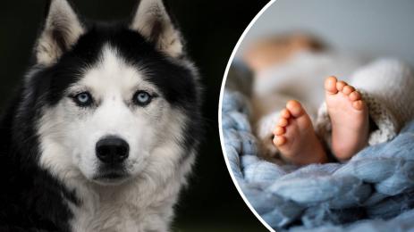 хъски куче бебе