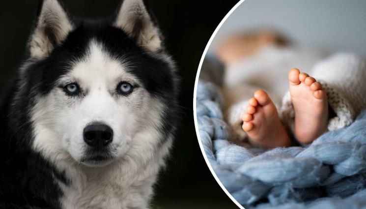 хъски куче бебе - СМРАЗЯВАЩА ТРАГЕДИЯ: Домашно куче захапа и уби бебе! (СНИМКИ)