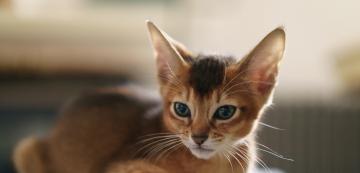 6 породи котки, които се чувстват добре в топъл климат