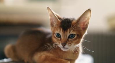 домашна котка