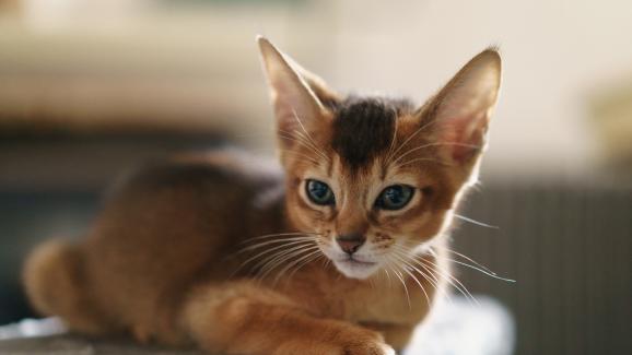 6 породи котки, които се чувстват добре в топъл климат