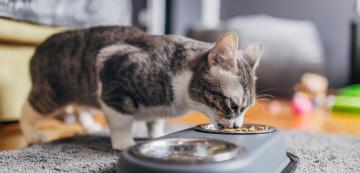 Защо големият апетит на при котките може да означава проблем