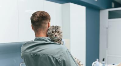 котка при ветеринар