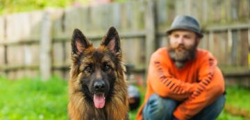 10 от най-добрите породи работни кучета