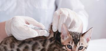 3 възможни причини, поради които котката може да повръща след ваксина