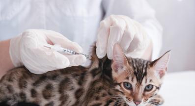 поставяне на ваксина на котката