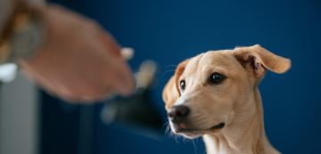 Външно и вътрешно обезпаразитяване на кучетата: Какво трябва да знаем