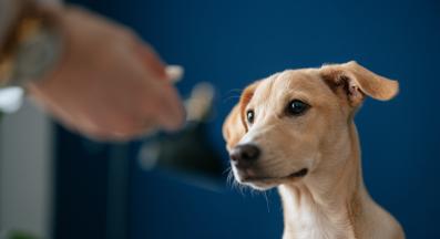 куче обезпаразитяване