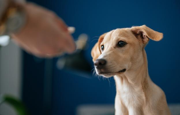 куче обезпаразитяване