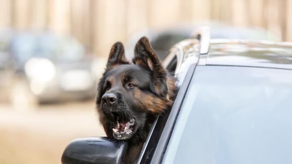 Защо кучетата лаят по движещи се коли?