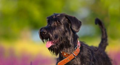 ризеншнауцер