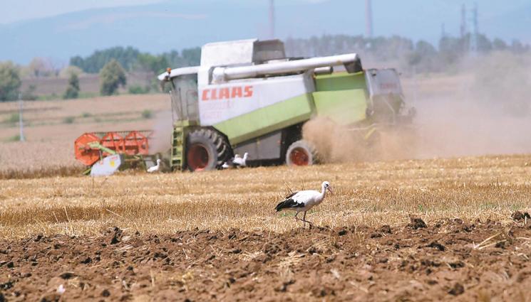 жътва - Агро Телеграф: Жътвата ще подрани заради жегата
