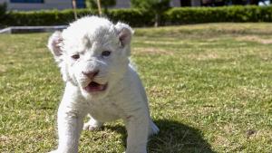 Зоопарк в Карачи показа за първи път шест бели лъвчета