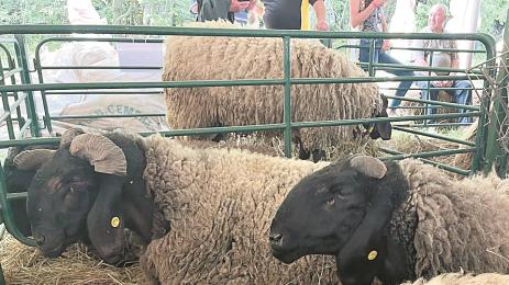 Черноглава плевенска овца