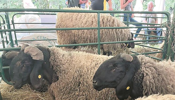 Черноглава плевенска овца - Агро Телеграф: Черноглавата плевенска овца - с мазно мляко и сочно месо