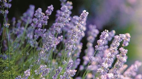 лавандула