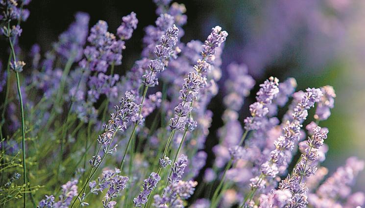 лавандула - Агро Телеграф: Лавандулата има нужда от поне 6 ч. слънце