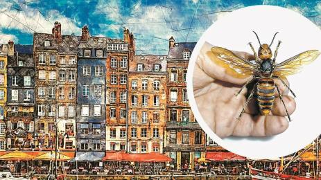 Азиатски стършел