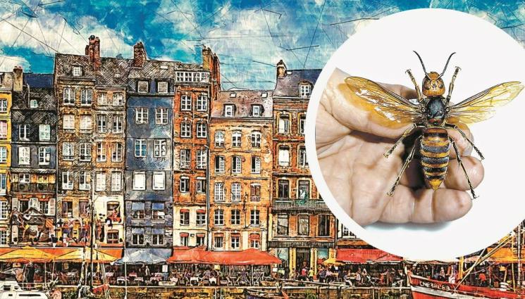 Азиатски стършел - Агро Телеграф: Стършели убийци заплашват хора и пчели