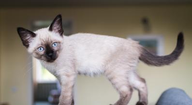 Сиамска котка