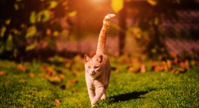 домашна котка