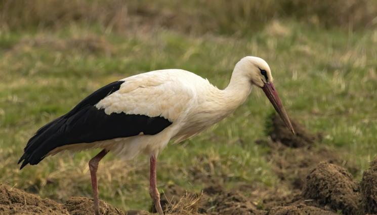 щъркели - Щъркелът беглец се скри в църква (СНИМКИ)