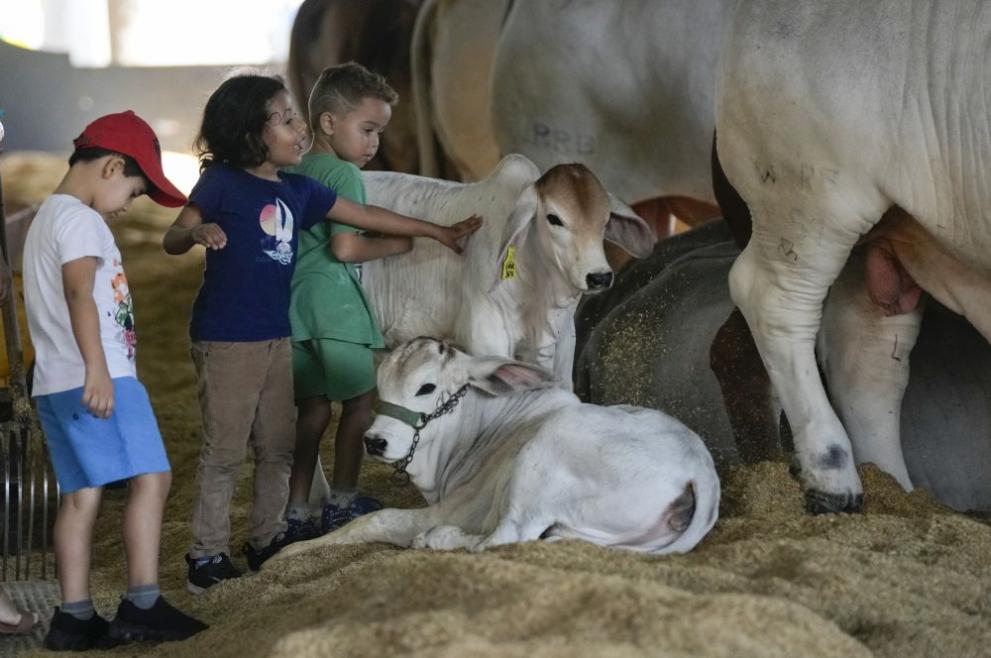 крава Виатина