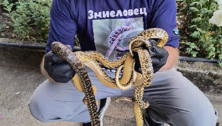 земеделец ловец - Земеделец стана ловец на змии (СНИМКИ)