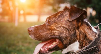 Американски стафордширски териер