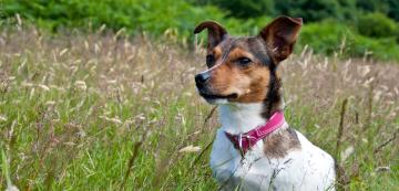 5 места, където да проверите кучето си за забити осили