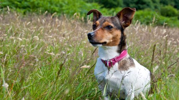 5 места, където да проверите кучето си за забити осили