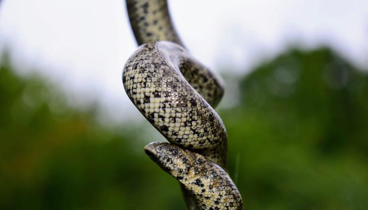 змии - ОЧИТЕ НА ЧЕТИРИ: Забравете змиите!