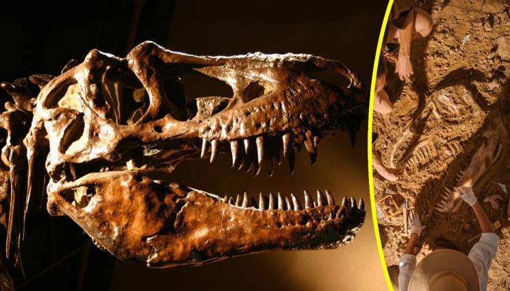 динозавър - НА ТЕЗГЯХА: Останки на динозавър отиват на търг!