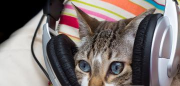 Музикални открития: защо учените компонират музика специално за котки